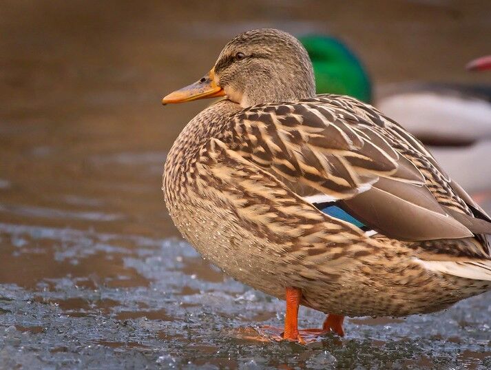 mallard hen duck